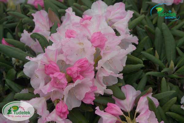 Rhododendron Mist Maiden